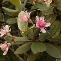 Rhodomyrtus tomentosa (Aiton) Hassk.